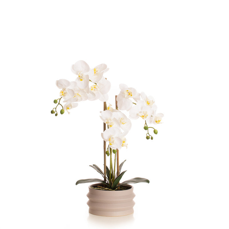 58.5cm Real Touch 3-stem White Phalaenopsis Orchid in Pot